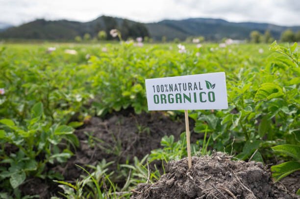 Organic potato plantation at a Latin American farm displaying a sign - agriculture concepts.